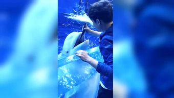 小花爱游戏,探索虚拟乐趣无限(图2) 小花爱游戏,探索虚拟乐趣无限(图2)