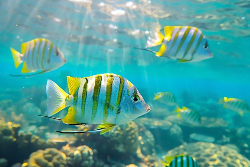 海里鱼游戏,海里鱼游戏的奇幻海洋之旅(图3)