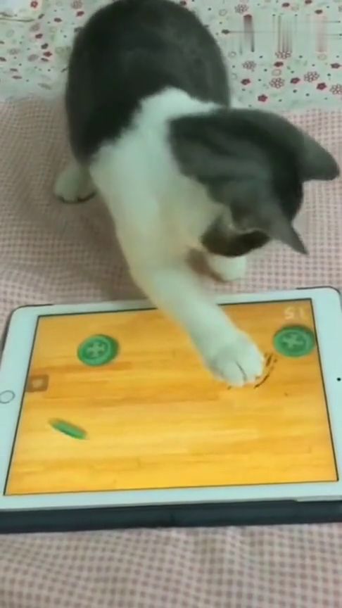 猫咪玩儿游戏,猫咪游戏大揭秘(图2) 猫咪玩儿游戏,猫咪游戏大揭秘(图2)