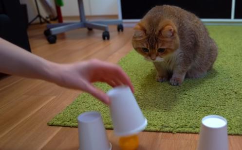 猜小猫游戏,解锁猫咪世界的奥秘(图1) 猜小猫游戏,解锁猫咪世界的奥秘(图1)