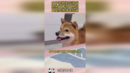 呵狗游戏,释放压力的欢乐时光(图3) 呵狗游戏,释放压力的欢乐时光(图3)