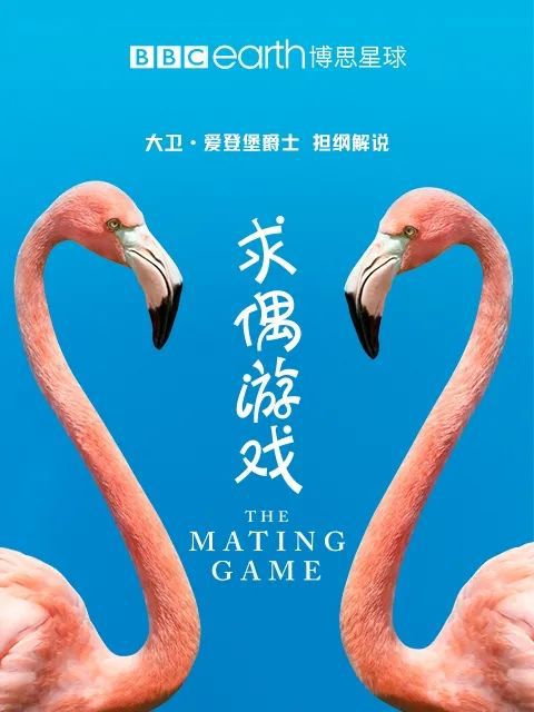 求偶游戏名,求偶游戏背后的智慧与策略(图2) 求偶游戏名,求偶游戏背后的智慧与策略(图2)