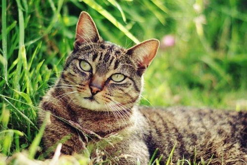 猫系游戏,探索虚拟猫界的奇幻冒险之旅(图3) 猫系游戏,探索虚拟猫界的奇幻冒险之旅(图3)