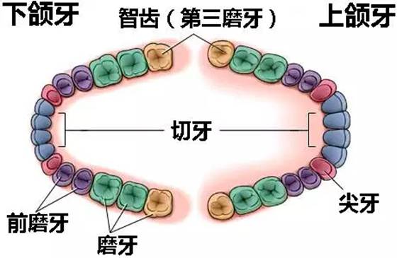 北京智齿游戏,创新力作引领行业新潮流(图1) 北京智齿游戏,创新力作引领行业新潮流(图1)