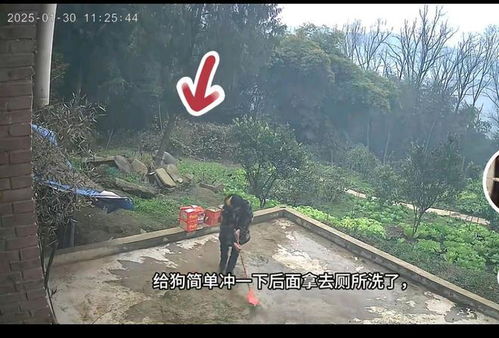 走粪坑游戏,一场惊心动魄的生存游戏之旅(图3)