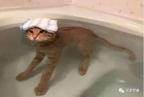 小猫泡澡游戏,小猫泡澡欢乐时光(图3)
