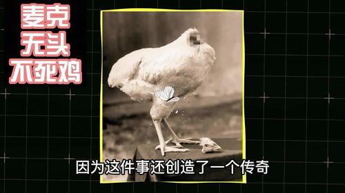公鸡传说游戏,探寻神秘鸡国的奇幻冒险之旅(图1) 公鸡传说游戏,探寻神秘鸡国的奇幻冒险之旅(图1)