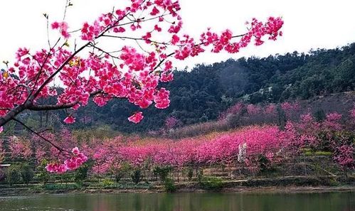 樱花小院游戏,穿越时空的梦幻花园之旅(图2) 樱花小院游戏,穿越时空的梦幻花园之旅(图2)