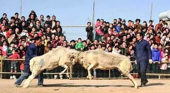 农耕民俗游戏,传承千年的田野乐趣(图2) 农耕民俗游戏,传承千年的田野乐趣(图2)