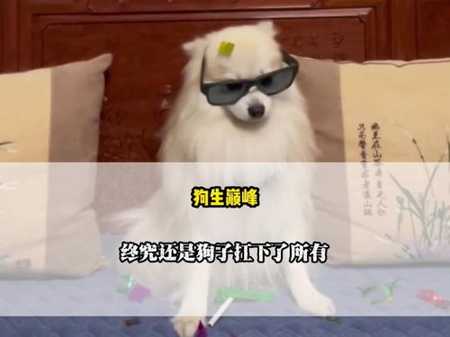 狗游戏解说,一场充满欢乐与智慧的宠物游戏盛宴(图1) 狗游戏解说,一场充满欢乐与智慧的宠物游戏盛宴(图1)