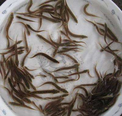 黑泥鳅游戏,探寻神秘游戏世界(图3) 黑泥鳅游戏,探寻神秘游戏世界(图3)