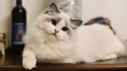 榴莲猫游戏,开启欢乐冒险之旅(图2)