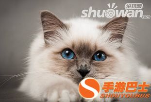 猫图案游戏,猫图案游戏探险之旅(图3)