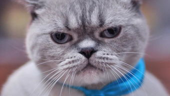猫图案游戏,猫图案游戏探险之旅(图1)