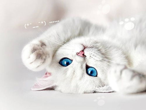 猫图案游戏,猫图案游戏探险之旅(图2)