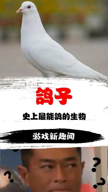 游戏的鸽子,探索游戏中的鸽子奥秘(图1) 游戏的鸽子,探索游戏中的鸽子奥秘(图1)