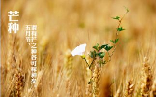 芒种区域游戏,游戏乐趣无限(图2) 芒种区域游戏,游戏乐趣无限(图2)