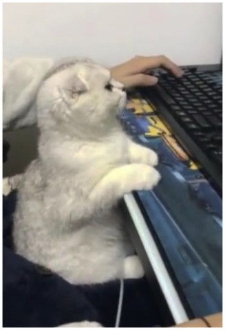 猫咪游戏辅助,畅玩无忧(图2) 猫咪游戏辅助,畅玩无忧(图2)