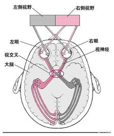 耳蜗游戏,探索听觉世界的沉浸式体验之旅(图1)