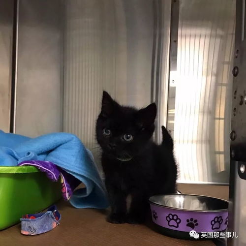 煤球猫游戏,探寻神秘矿洞的奇幻冒险之旅(图3) 煤球猫游戏,探寻神秘矿洞的奇幻冒险之旅(图3)