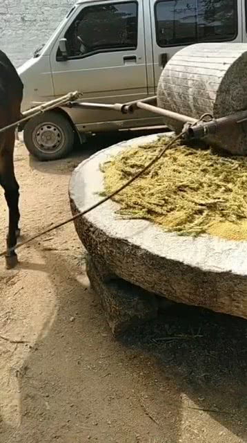 驴推磨游戏,传统农耕文化的趣味传承(图2) 驴推磨游戏,传统农耕文化的趣味传承(图2)
