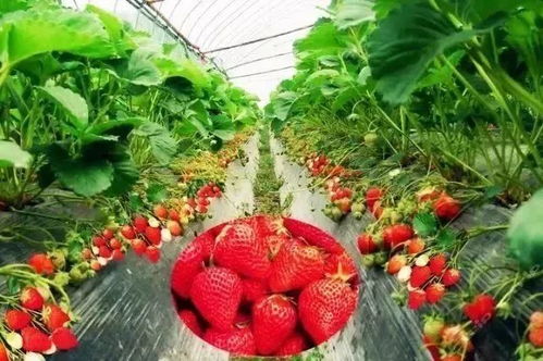 青井草莓玩游戏机哪部,重温经典回忆(图1)