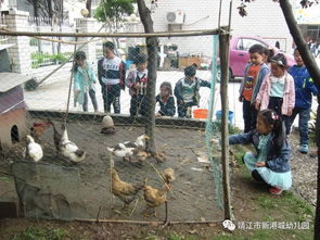 户外游戏观察游戏背景,户外游戏中的自然探索与童年记忆(图2) 户外游戏观察游戏背景,户外游戏中的自然探索与童年记忆(图2)