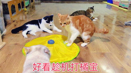 母猫跑步游戏,萌宠运动新风尚(图2)