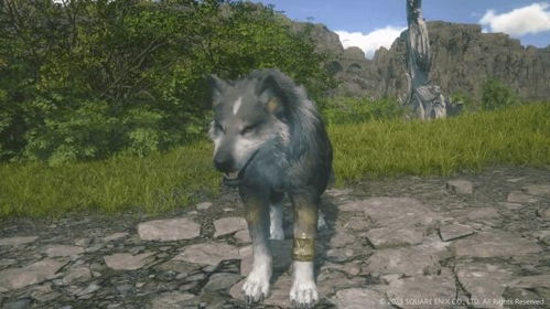 狼犬游戏,揭秘团队协作与生存智慧(图1) 狼犬游戏,揭秘团队协作与生存智慧(图1)
