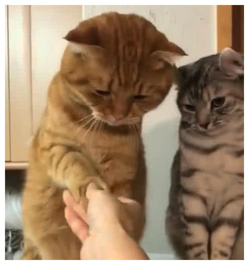 小猫脸游戏,趣味无限(图3) 小猫脸游戏,趣味无限(图3)