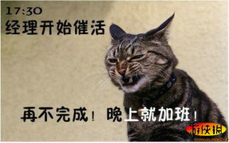 恶搞猫游戏,猫咪版“狼人杀”的欢乐盛宴(图2)
