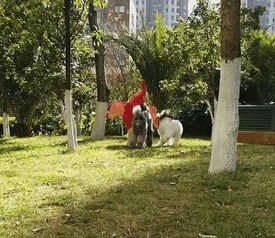 狗狗小区游戏,共筑和谐社区(图3) 狗狗小区游戏,共筑和谐社区(图3)