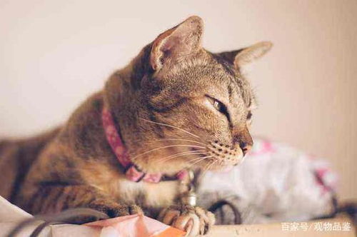 猫游戏叫,揭秘猫咪游戏背后的趣味世界(图3) 猫游戏叫,揭秘猫咪游戏背后的趣味世界(图3)
