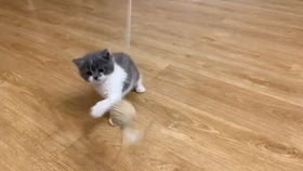 猫咪游戏毯,陪伴萌宠快乐成长(图3) 猫咪游戏毯,陪伴萌宠快乐成长(图3)