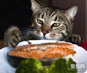 游戏鱼猫咪,探索鱼猫咪的奇幻冒险之旅(图3) 游戏鱼猫咪,探索鱼猫咪的奇幻冒险之旅(图3)