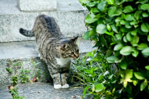 野猫公园游戏,开启奇幻冒险之旅(图3) 野猫公园游戏,开启奇幻冒险之旅(图3)