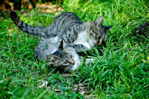 野猫公园游戏,开启奇幻冒险之旅(图2) 野猫公园游戏,开启奇幻冒险之旅(图2)