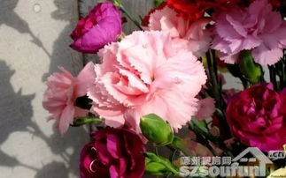康乃馨游戏,一场温馨的亲情互动之旅(图2) 康乃馨游戏,一场温馨的亲情互动之旅(图2)