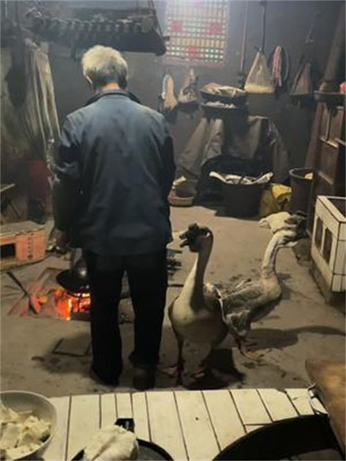 鹅大爷游戏,趣味横生的田园冒险之旅(图3) 鹅大爷游戏,趣味横生的田园冒险之旅(图3)