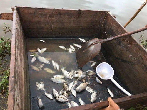 鱼塘不浅游戏,揭秘水下世界的奇幻冒险之旅(图1) 鱼塘不浅游戏,揭秘水下世界的奇幻冒险之旅(图1)