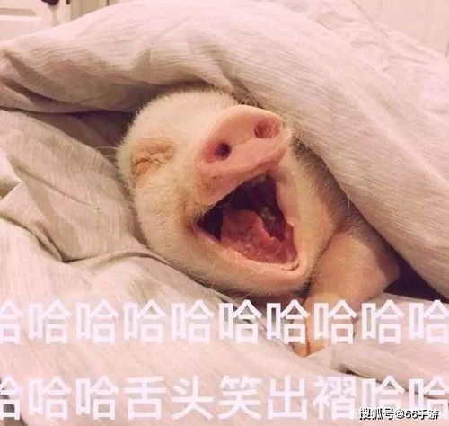 猪叫游戏,欢乐无限(图3)
