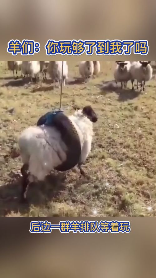 虐羊游戏,揭秘黑暗心理的虚拟世界(图2) 虐羊游戏,揭秘黑暗心理的虚拟世界(图2)