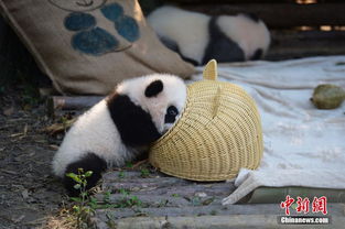 熊猫竹子和亭子的游戏,一场别开生面的竹子与亭子游戏之旅(图3)