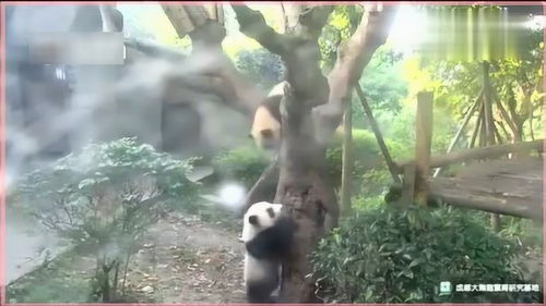 熊上树游戏,智慧与勇气的双重考验(图3) 熊上树游戏,智慧与勇气的双重考验(图3)