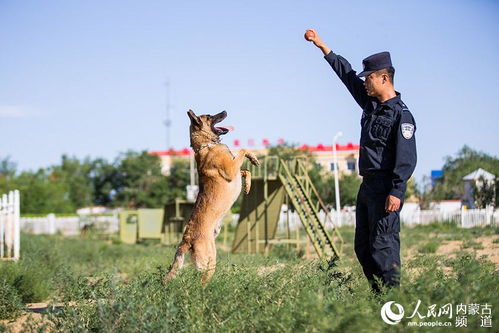 训练警犬游戏,智慧与勇气的完美融合(图1) 训练警犬游戏,智慧与勇气的完美融合(图1)