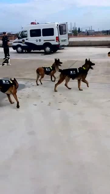 训练警犬游戏,智慧与勇气的完美融合(图3) 训练警犬游戏,智慧与勇气的完美融合(图3)