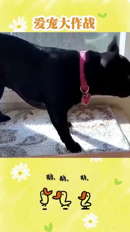 小游戏狗子,欢乐无限的小游戏体验(图2) 小游戏狗子,欢乐无限的小游戏体验(图2)