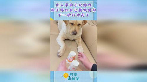 小游戏狗子,欢乐无限的小游戏体验(图3) 小游戏狗子,欢乐无限的小游戏体验(图3)