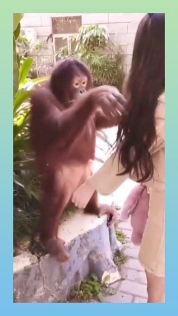 猩猩玩的游戏,动物界的欢乐竞技场(图1) 猩猩玩的游戏,动物界的欢乐竞技场(图1)