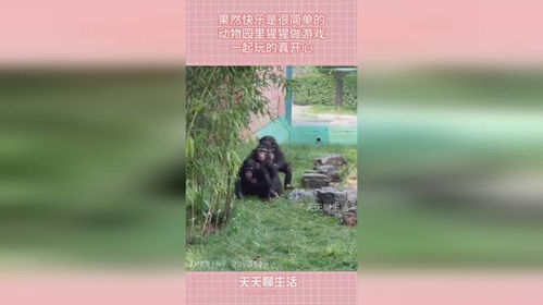 猩猩做游戏,揭秘灵长类动物的欢乐时光(图1) 猩猩做游戏,揭秘灵长类动物的欢乐时光(图1)